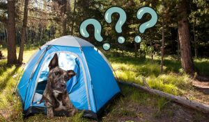 What is the best tent for camping with a dog?