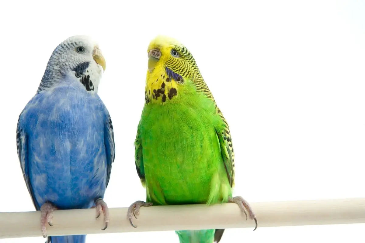 how to keep budgies quiet