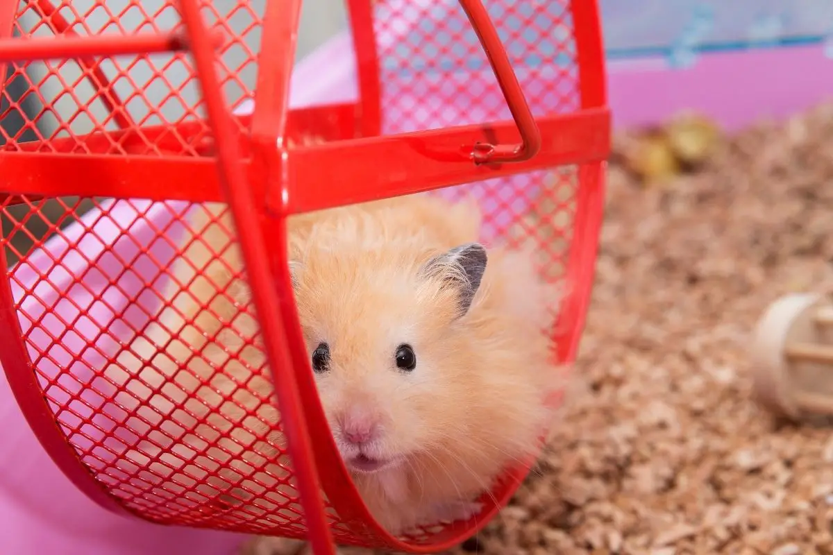 how to quiet a hamster wheel