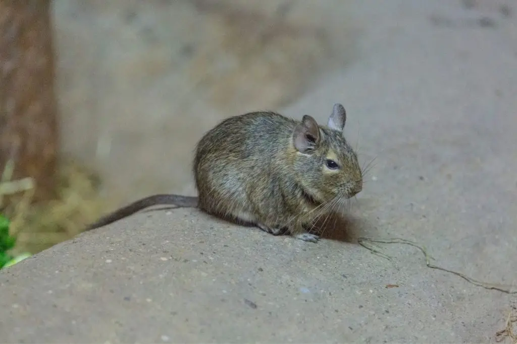 as-quiet-as-a-church-mouse-the-church-mouse