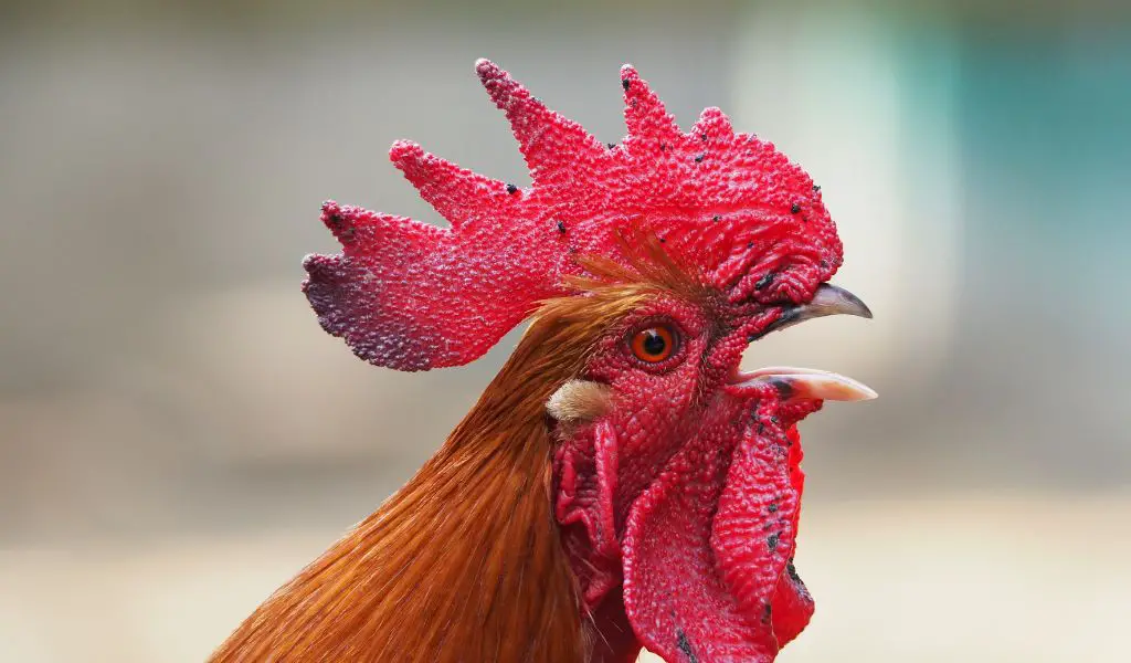 Cock-a-Doodle-Don't: How Do I Get My Neighbor's Rooster to Stop Crowing?