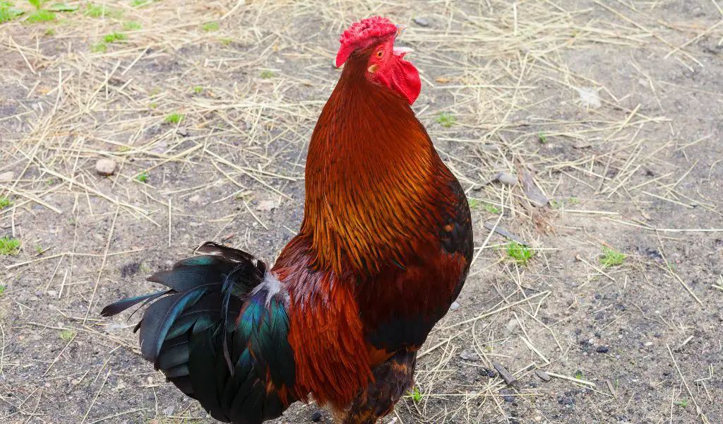 Cock-a-Doodle-Don't: How Do I Get My Neighbor's Rooster to Stop Crowing?