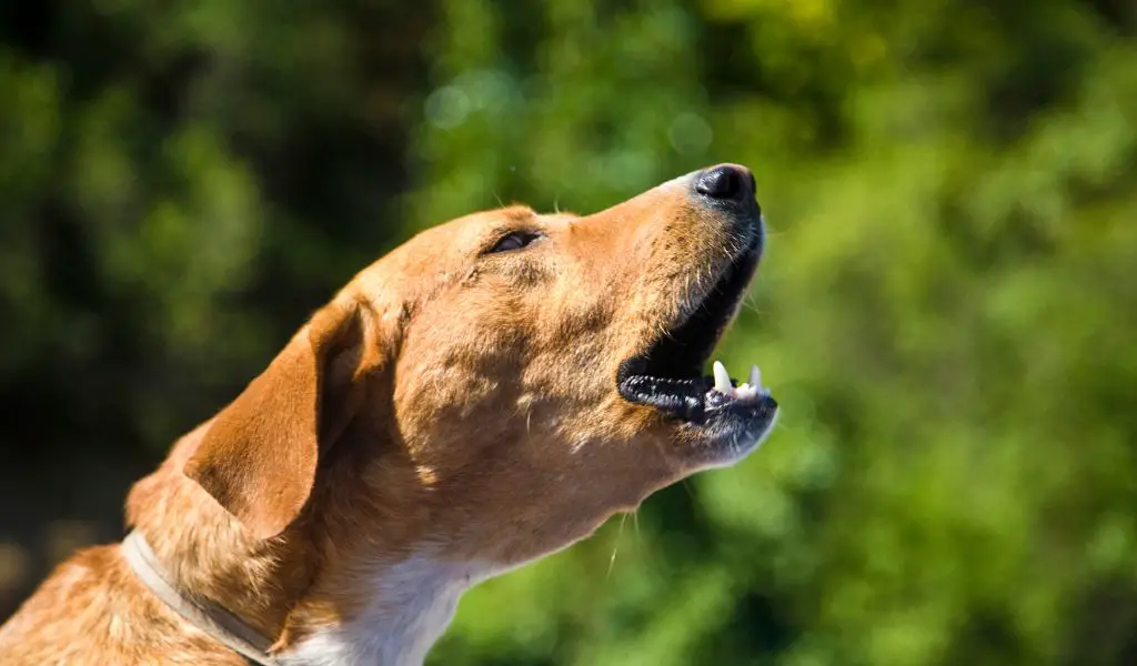 How Do You Politely Tell Your Neighbor Their Dog Barks Too Much?